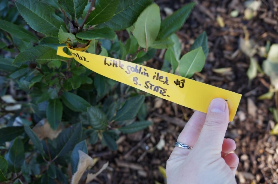 A hand holding a tag attached to a woody plant with glossy leaves that are dark on one side and light on the other. The handwritten tag says "Little Goblin Ilex."