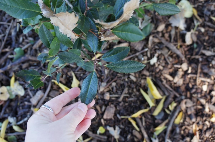 A hand holding out a leaf from a woody plant. The leaf is a glossy dark green with serrated margins.