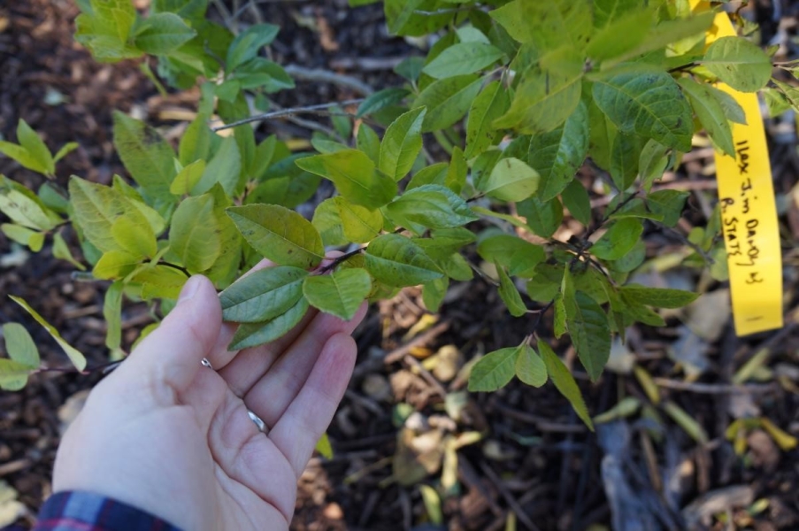 A hand holding out a leaf from a woody plant. The leaves are small and yellowish green.