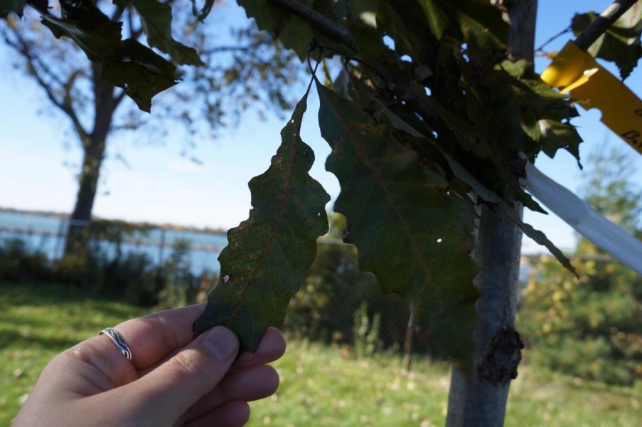 A person pulls down a leaf from a small tree. The leaf is long, thin, and has wavy margins.