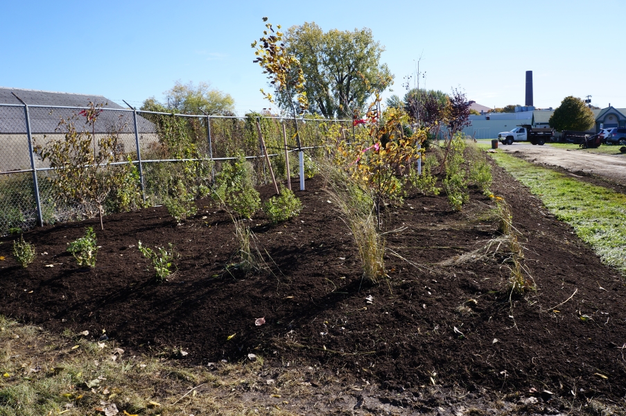 A long rectangular mulched bed with plants and trees between a fence and a roadway.