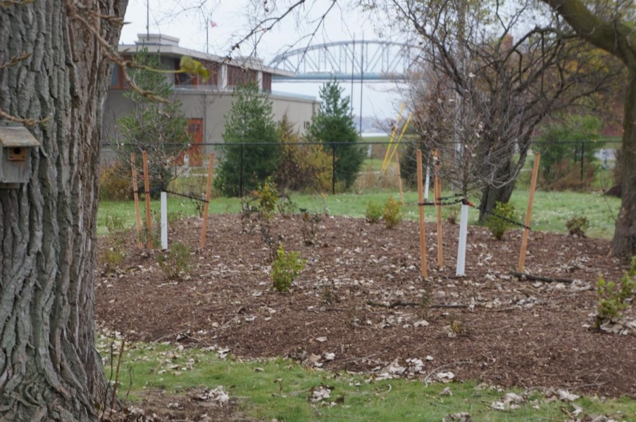 A plant bed with plants and a couple small trees under some larger trees in a yard.