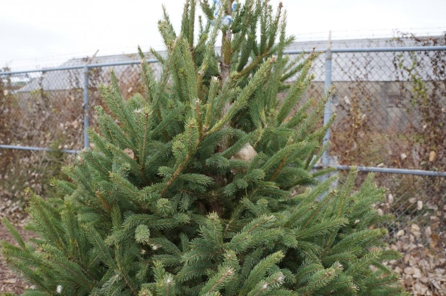 A young evergreen tree.