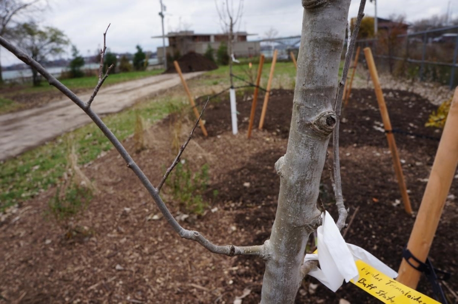 A small barren tree in a plant bed with a tag that says "Populus tremuloides" in handwriting.