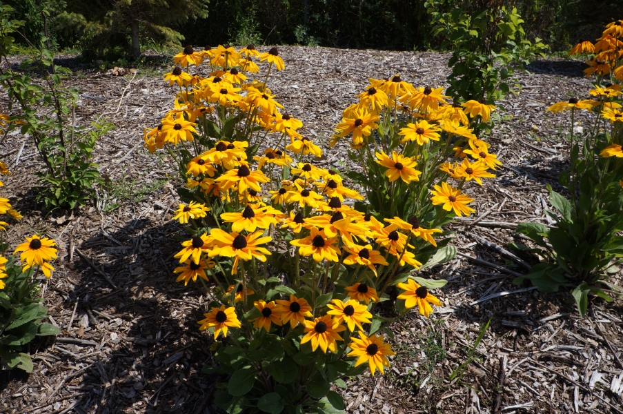 Showy flowers in a garden that are remiscent of sunflowers but much smaller.