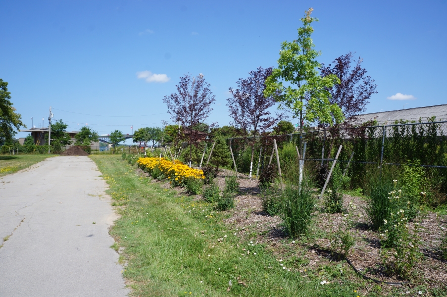 A long narrow garden planted along a driveway. The garden has a mixture of flowers and young trees.