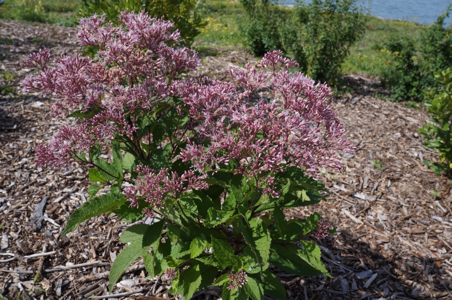 A plant with flowers made up of flower clusters with wispy petals.