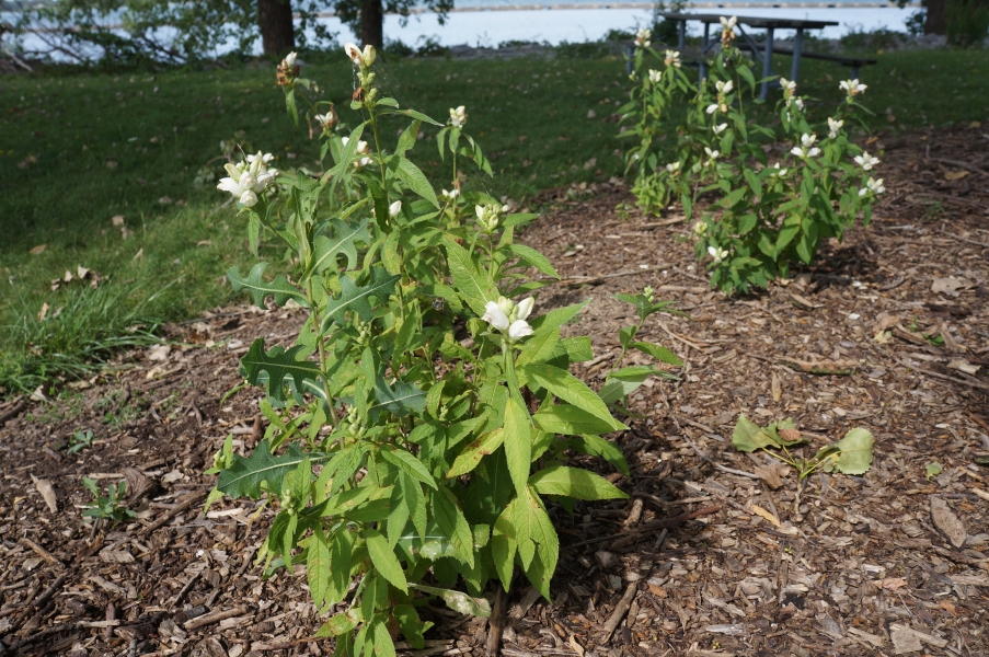 Flowers in a garden. There are several bunches of upright plants with white tube-shaped flowers.