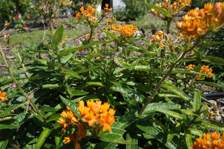 A close-up of a plant with clusters of small bright flowers. There is a large striped caterpillar on a stalk of the plant.