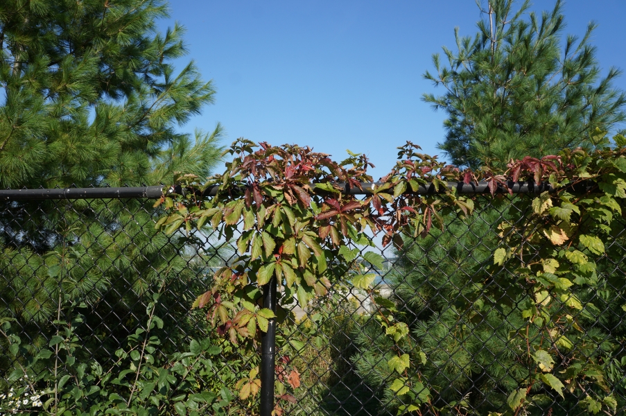 A vine growing on a chain-link fence in front of two evergreen trees. The vine has five-leaf leaflets and is starting to change colors for autumn.