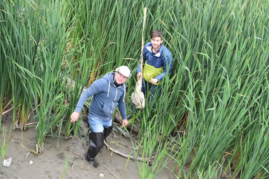 Two people wearing tall boots stand in tall wetland grasses. One has a net on a long pole.