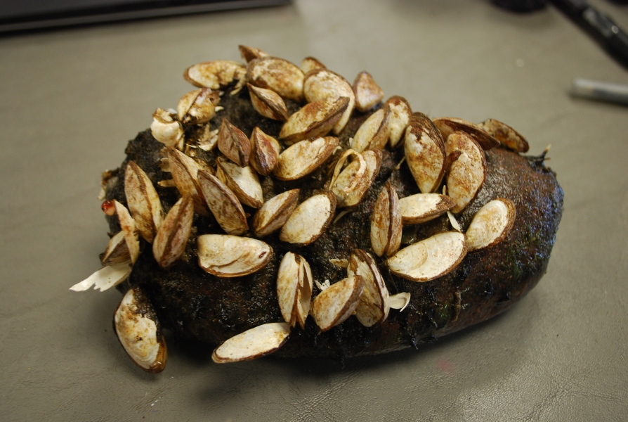 A rock covered in mussels on a table.