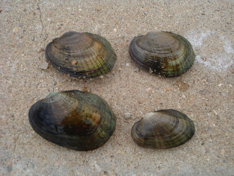 Four oblong mussels on the sand.