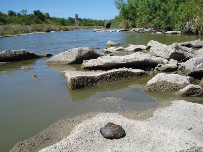 A large round mussel on a rock by a river