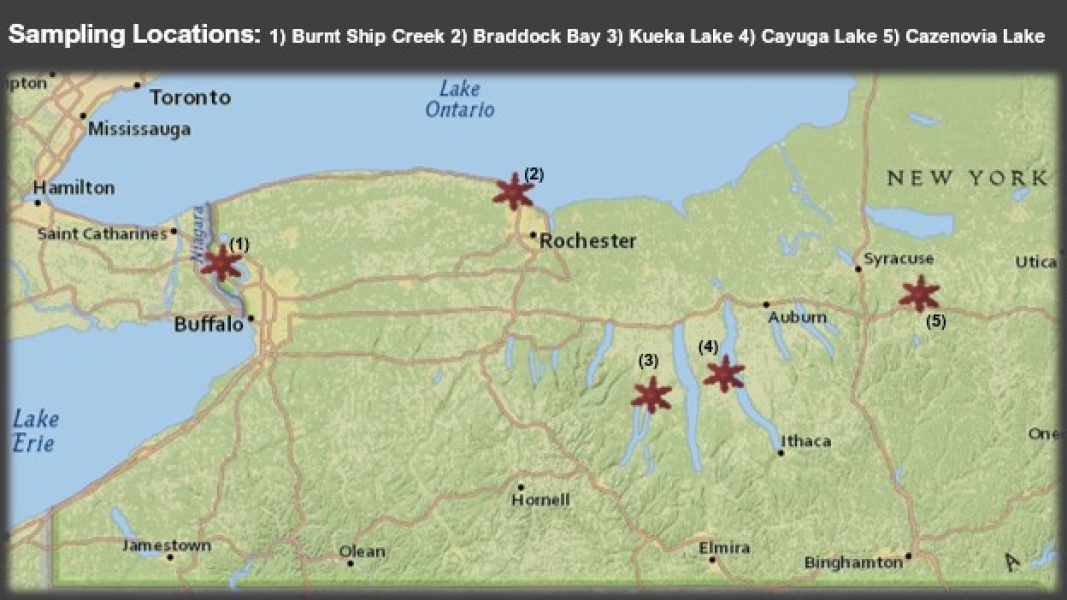 A map of Western New York with sample sites marked with star shapes. key "Sampling Locations: 1) Burnt Ship Creek 2) Braddock Bay 3) Keuka Lake 4) Cayuga Lake 5) Cazenovia Lake." Burnt Ship Creek is near Buffalo on the Niagara River, Braddock Bay is by Rochester on Lake Ontario, Keuka Lake and Cayuga Lake are both in the Finger Lakes region, and Cazenovia Lake is southeast of Syracuse.