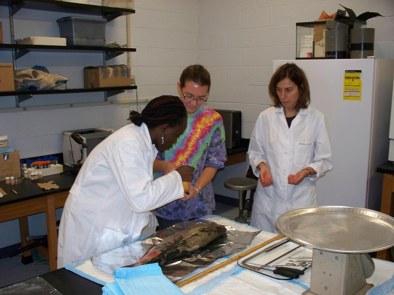 Three people work on a fish at a table in a lab.