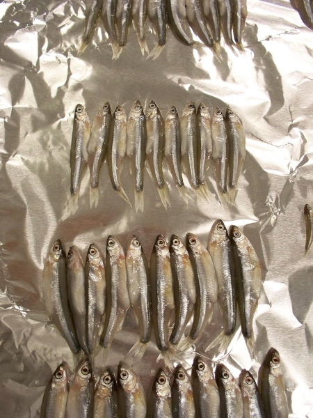 rows of small fish on foil