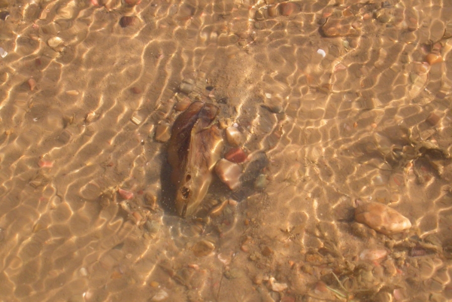 A large mussel in shallow water. Its siphons are visible.