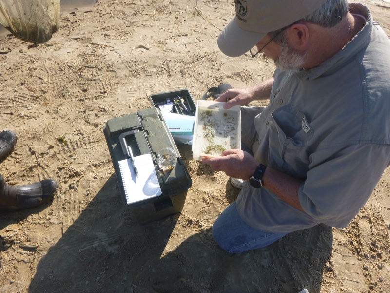 A person kneeling on the sand and looking in a plastic pan with some water and weeds in it. There is a tacklebox, a notebook, and an open jar by him