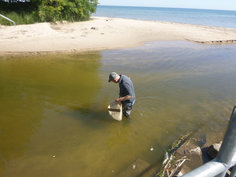 A person wading in deep water near a beach, holding a net.