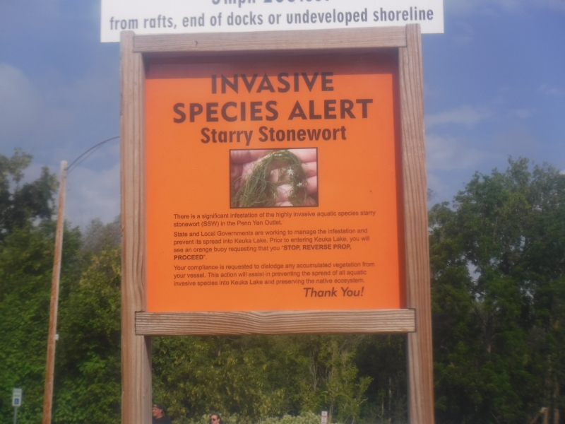 A framed sign "INVASIVE SPECIES ALERT Starry Stonewort" with a picture of a water weed in a hand. Three paragraphs of text explain the alert, followed by "THANK YOU!"