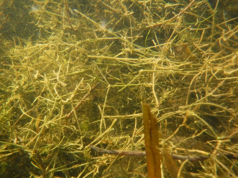 Stringy water weeds floating in a jumbled pattern in this underwater picture