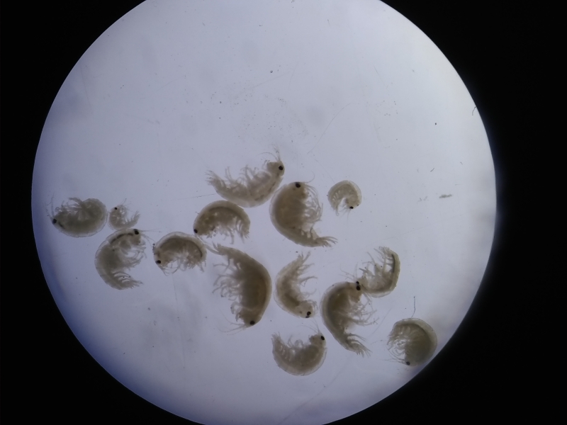 microscope photo of about 15 scud crustaceans in a variety of sizes. They each curve into semicircles.