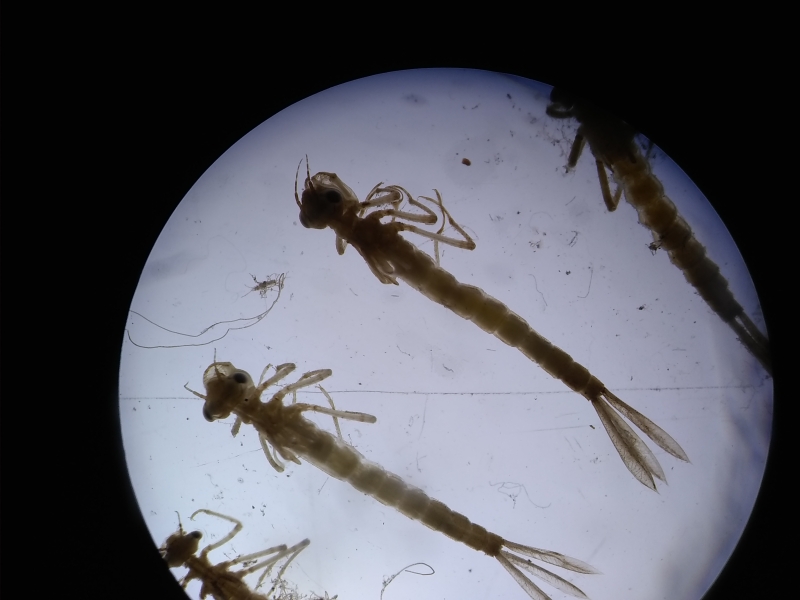 microscope photo of 4 damselfly nymphs. They are long and thin with three sets of legs near the front and three leaf-shaped gills on their tails.