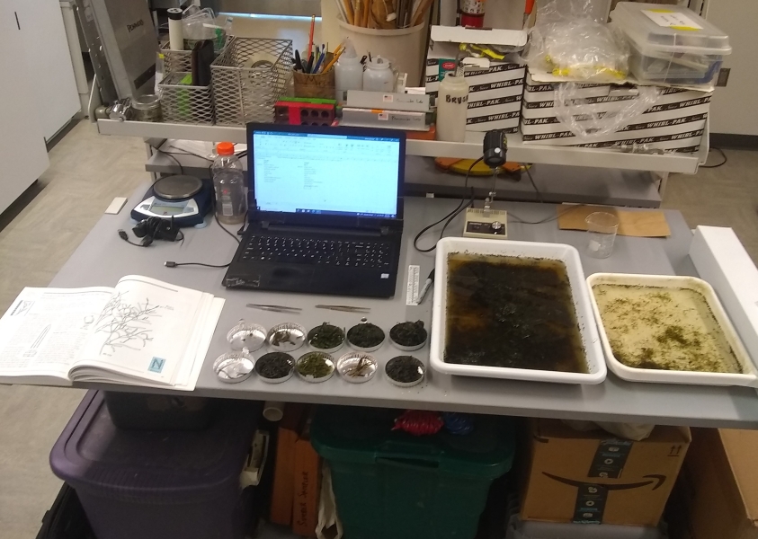 A lab table set up with a laptop, key book, trays with water and weeds, and tins with separated weeds.