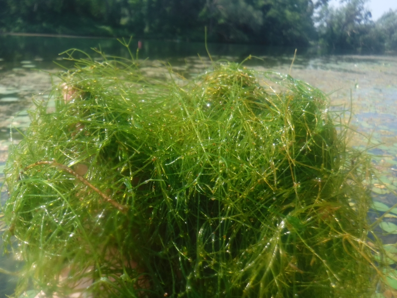 A densely packed handful of stringy algae water weeds. In the background is a creek or other small body of water.