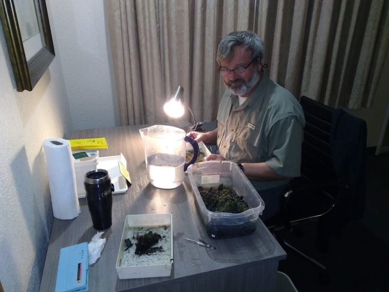 A person works at a small desk in a hotel room with samples of aquatic organisms in trays.