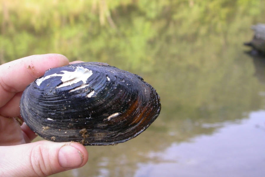 A hand holding a large mussel with a creek in the background