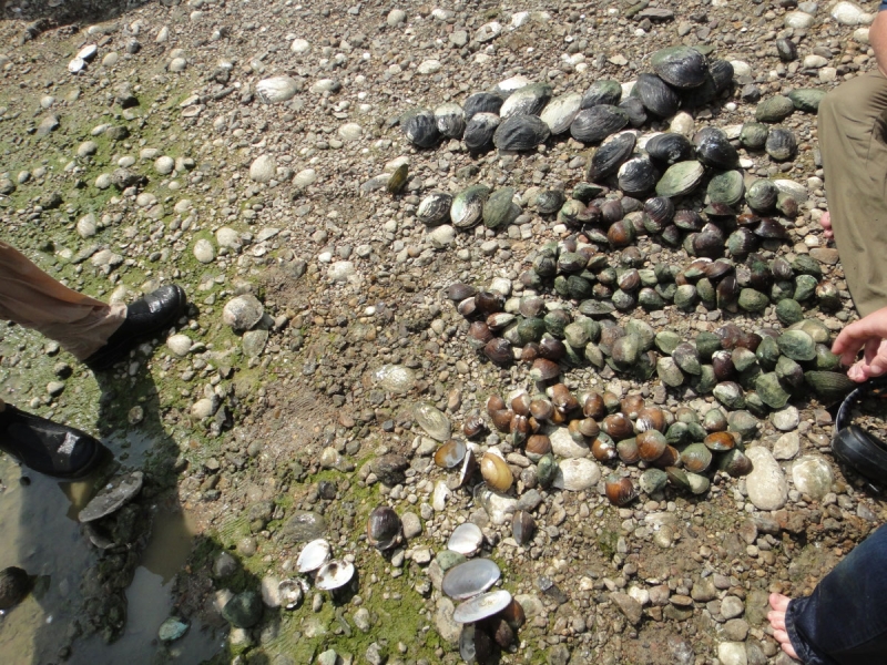 Many mussels gathered on the ground